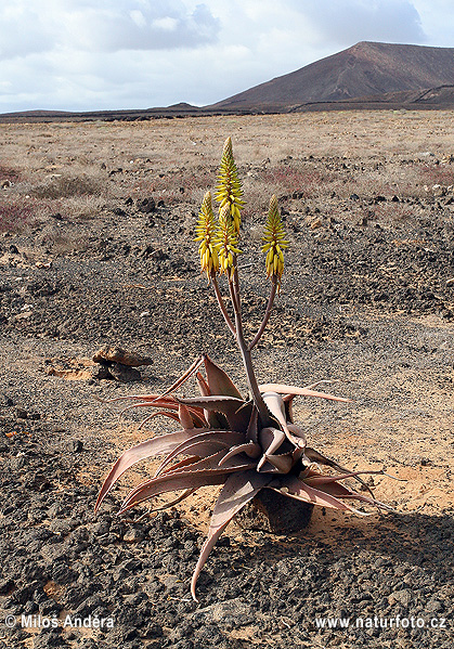 aloa pravá (Aloe vera)