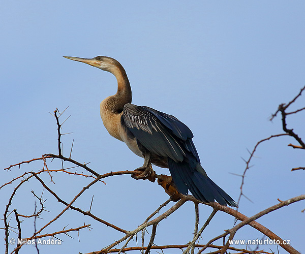 Anhinga červená (Anhinga rufa)