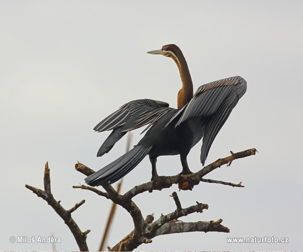 Anhinga červená (Anhinga rufa)