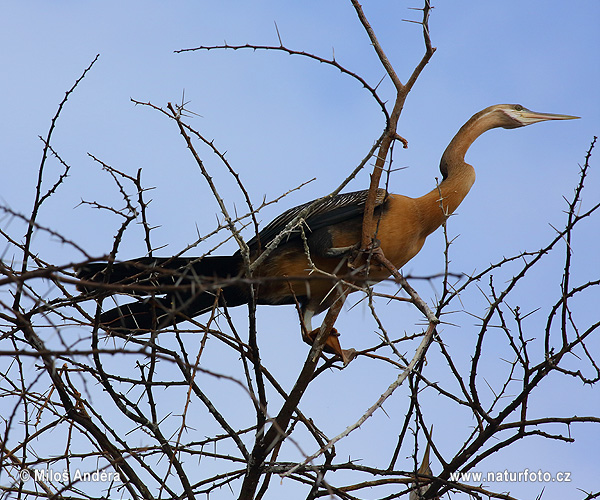 Anhinga červená (Anhinga rufa)