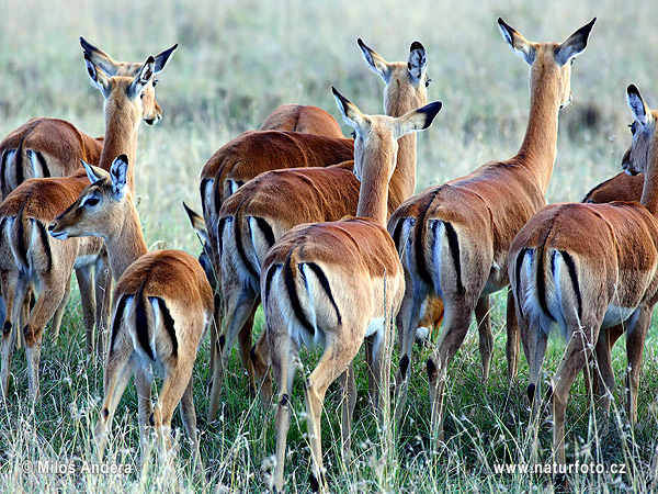 Antilopa Impala (Aepyceros melampus)