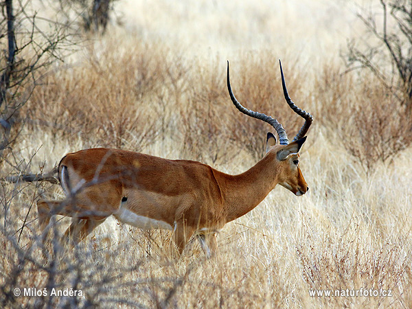 Antilopa Impala (Aepyceros melampus)