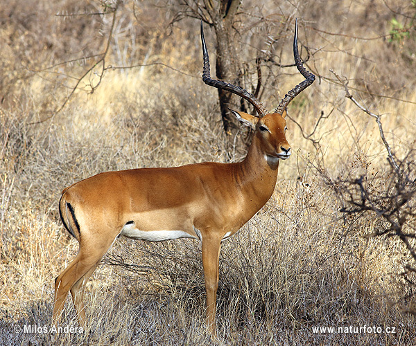 Antilopa Impala (Aepyceros melampus)