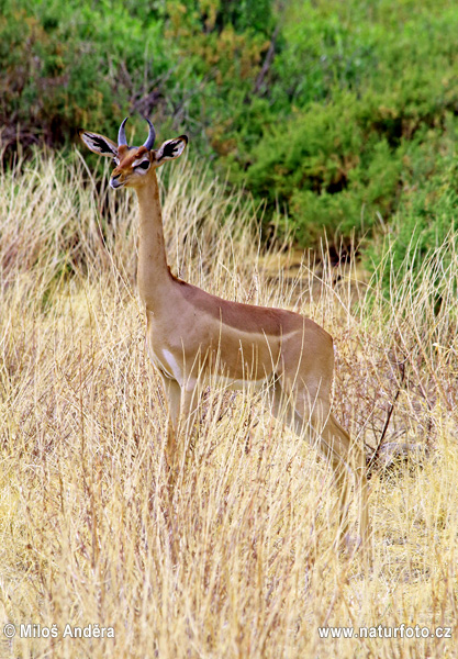 Antilopa žirafí (gerenuk) (Litocranius walleri)
