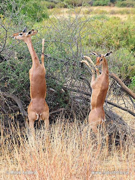 Antilopa žirafí (gerenuk) (Litocranius walleri)