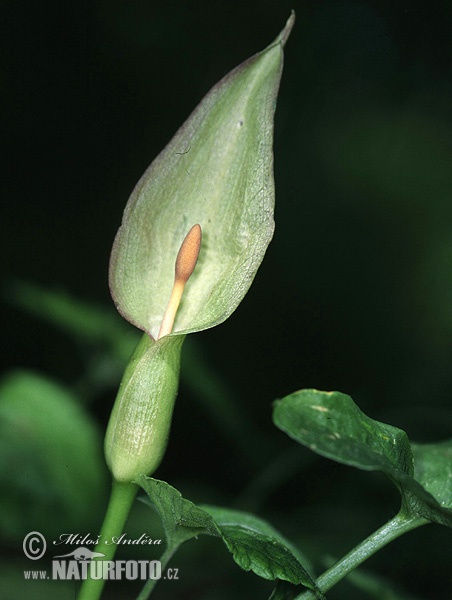 Árón plamatý (Arum maculatum)