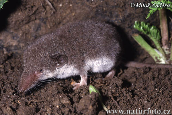 Bielozubka bielobruchá (Crocidura leucodon)