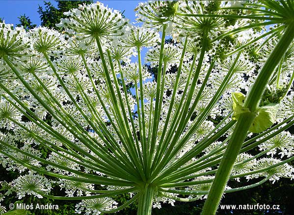 Boľševník obrovský (Heracleum mantegazzianum)