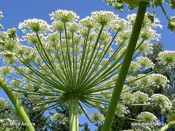 Boľševník obrovský (Heracleum mantegazzianum)