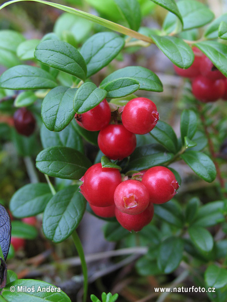 Brusnica obyčajná (Vaccinium vitis-idaea)