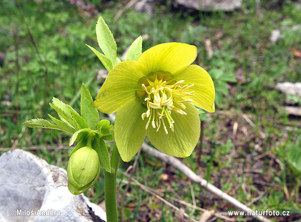 Čemerica okrúhlolistá (Helleborus cyclophyllus)