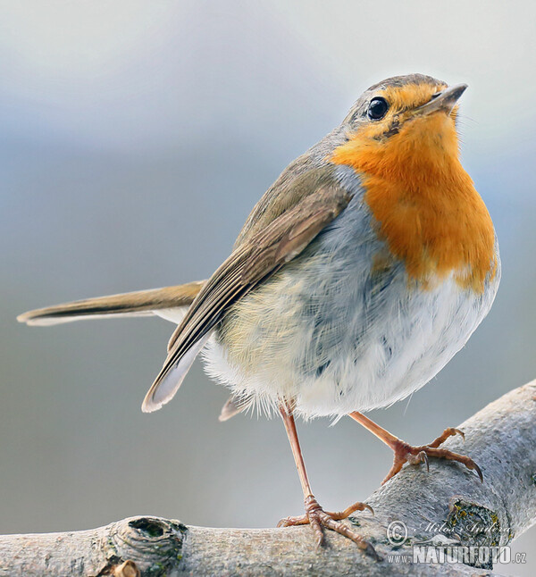 Červenka obecná (Erithacus rubecula)