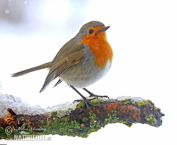 Červenka obecná (Erithacus rubecula)