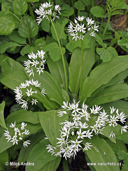 Cesnak medvedí (Allium ursinum)