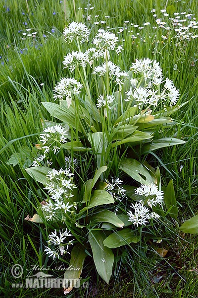 Cesnak medvedí (Allium ursinum)