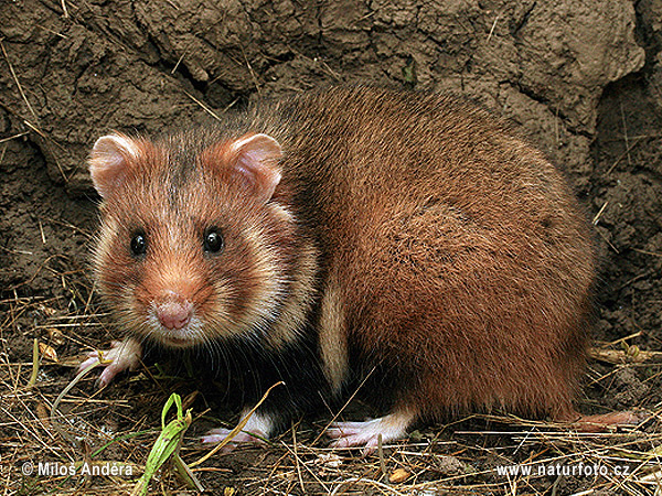 Chrček roĺný poĺný (Cricetus cricetus)