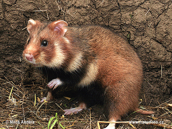 Chrček roĺný poĺný (Cricetus cricetus)