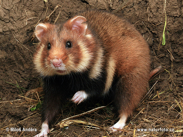 Chrček roĺný poĺný (Cricetus cricetus)