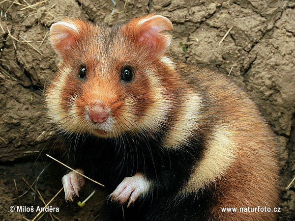 Chrček roĺný poĺný (Cricetus cricetus)