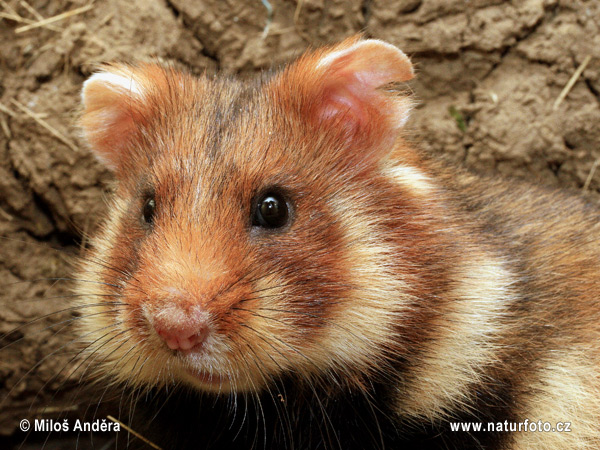 Chrček roĺný poĺný (Cricetus cricetus)