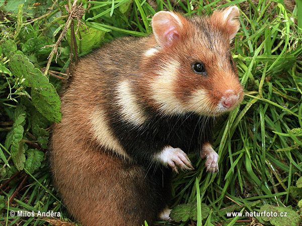 Chrček roĺný poĺný (Cricetus cricetus)