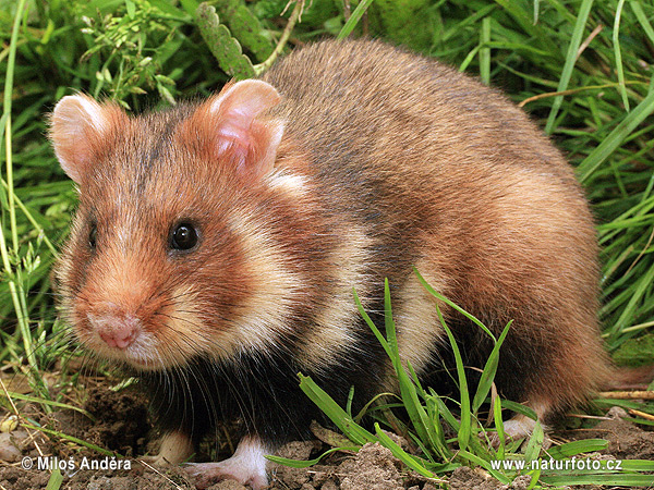 Chrček roĺný poĺný (Cricetus cricetus)