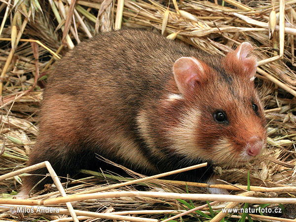 Chrček roĺný poĺný (Cricetus cricetus)