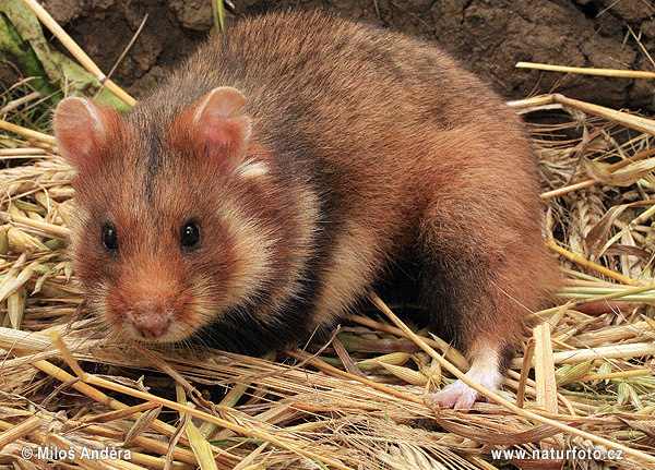 Chrček roĺný poĺný (Cricetus cricetus)