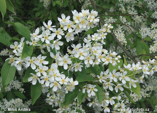 Čremcha obyčajná (Prunus padus)