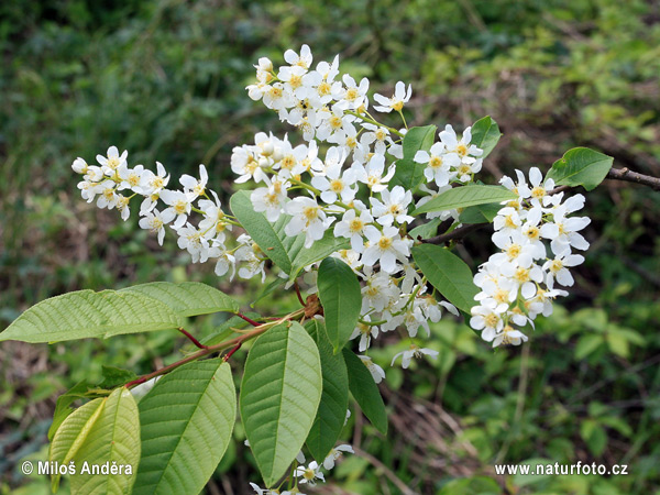 Čremcha obyčajná (Prunus padus)