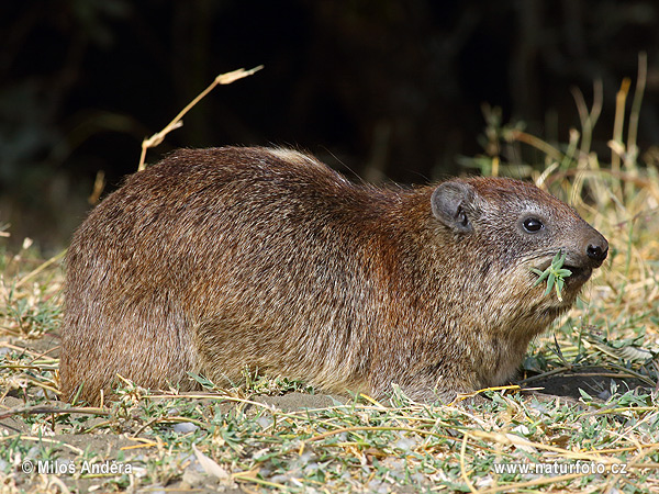 Daman juhoafrický (Procavia capensis)