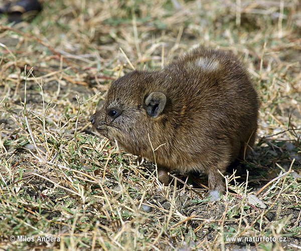 Daman juhoafrický (Procavia capensis)