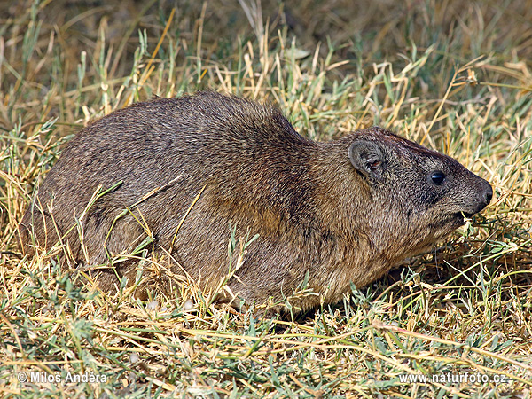 Daman juhoafrický (Procavia capensis)