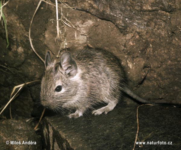 Degu čilský (Octodon degus)