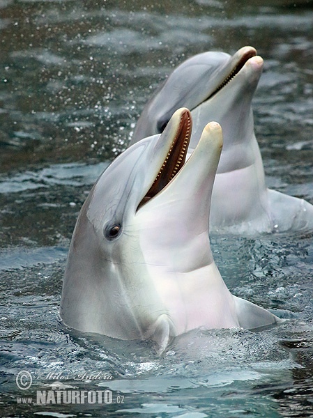 Delfín skákavý (Tursiops truncatus)