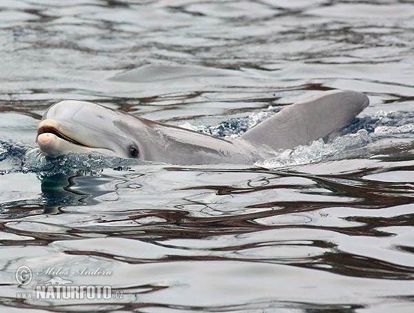 Delfín skákavý (Tursiops truncatus)