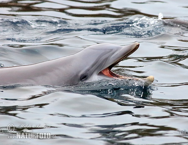 Delfín skákavý (Tursiops truncatus)