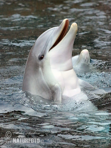 Delfín skákavý (Tursiops truncatus)