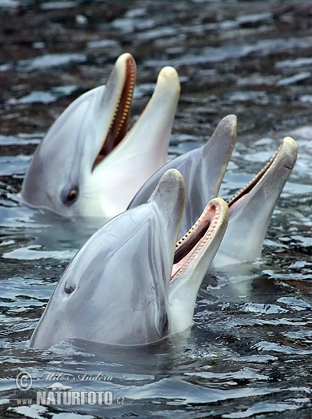 Delfín skákavý (Tursiops truncatus)