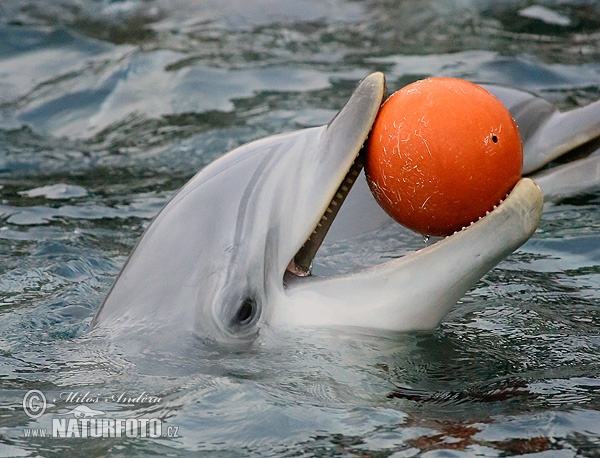 Delfín skákavý (Tursiops truncatus)