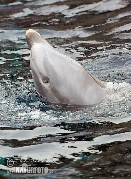 Delfín skákavý (Tursiops truncatus)