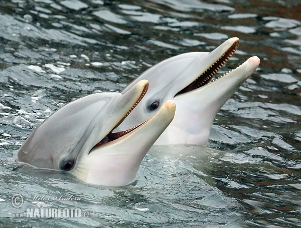 Delfín skákavý (Tursiops truncatus)