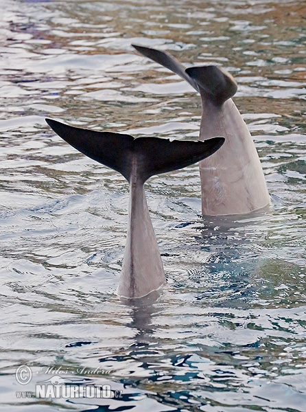 Delfín skákavý (Tursiops truncatus)