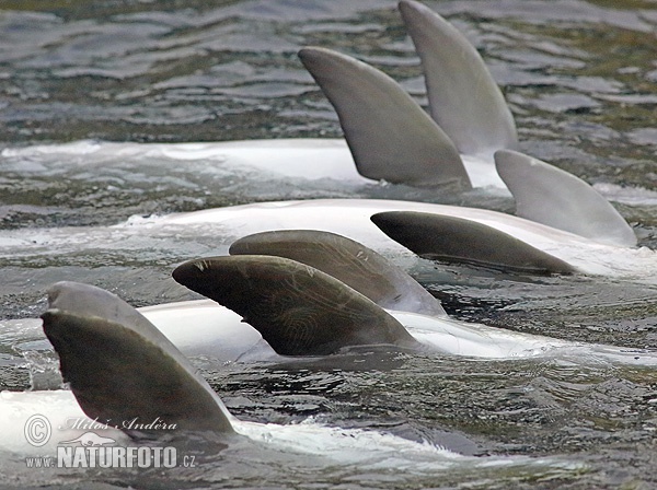 Delfín skákavý (Tursiops truncatus)