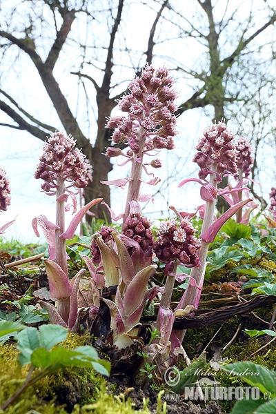 deväťsil lekársky (Petasites hybridus)