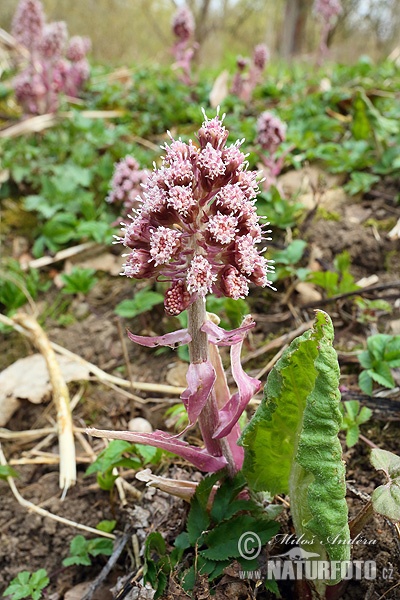 deväťsil lekársky (Petasites hybridus)