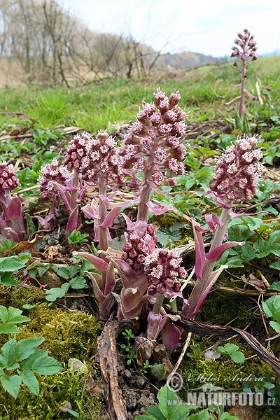 deväťsil lekársky (Petasites hybridus)