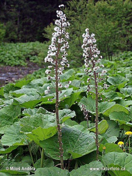 deväťsil lekársky (Petasites hybridus)