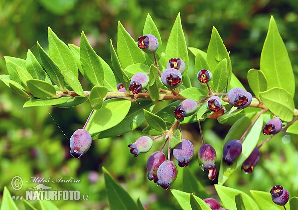 Die Myrte (Myrtus communis)