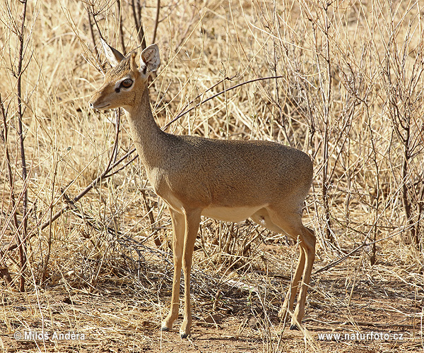 Dikdik Kirkov (Madoqua kirkii)